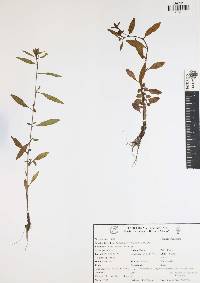 Ludwigia hyssopifolia image