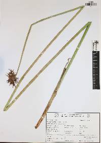 Cyperus articulatus image