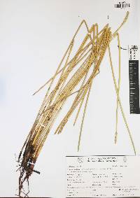 Eleocharis interstincta image