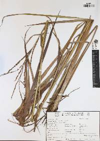 Paspalum virgatum image