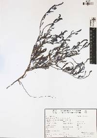 Heliotropium procumbens image