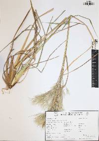 Andropogon bicornis image