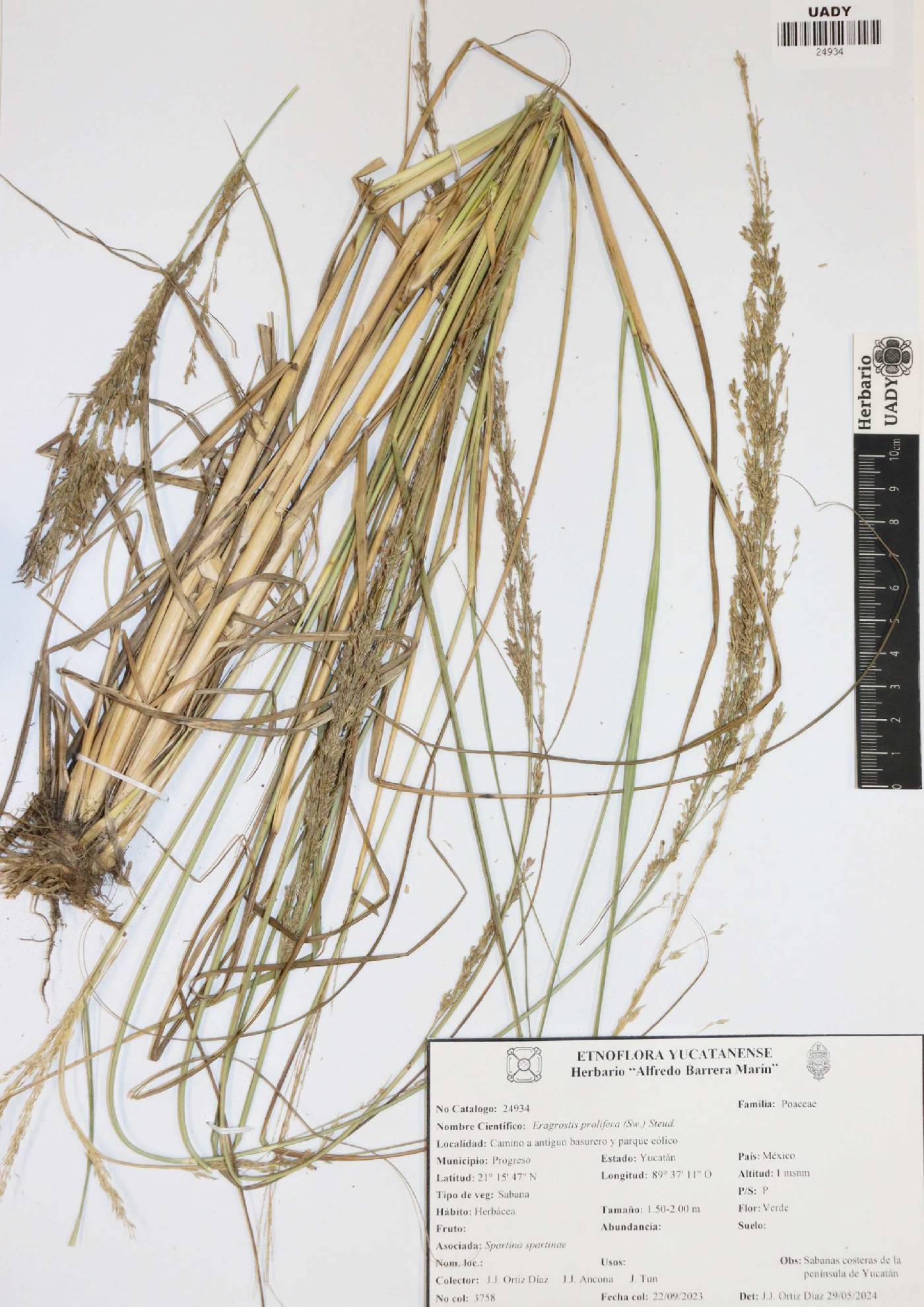 Eragrostis prolifera image