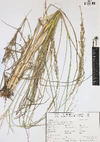 Eragrostis prolifera image