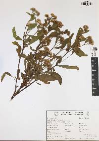 Pluchea odorata image