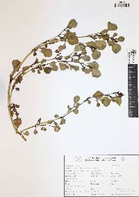 Trianthema portulacastrum image