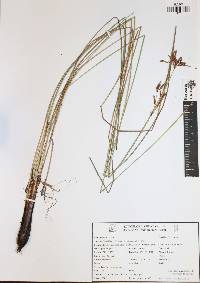 Fimbristylis thermalis image