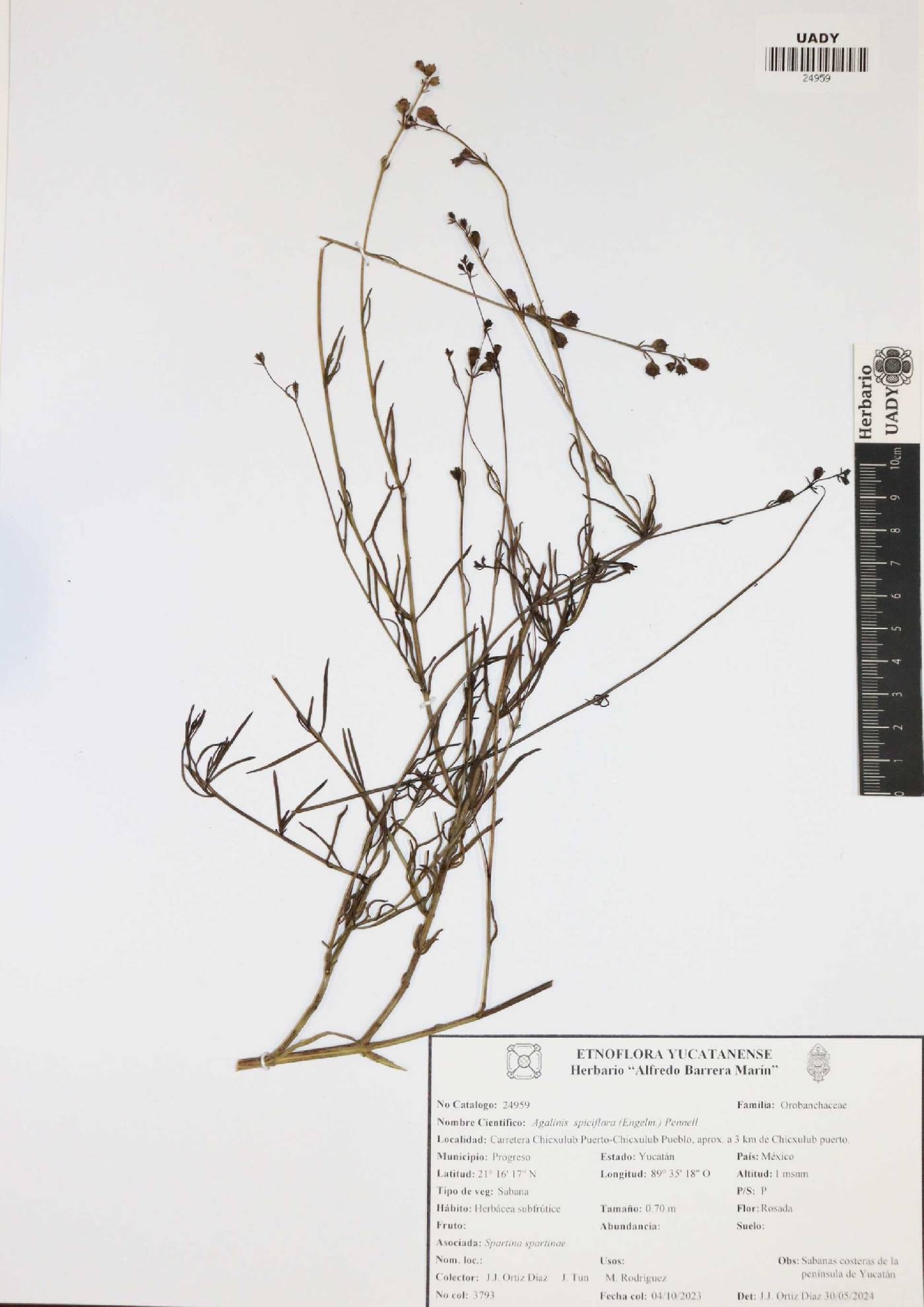 Agalinis spiciflora image