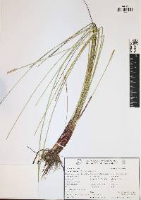 Eleocharis cellulosa image