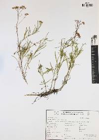 Flaveria linearis image