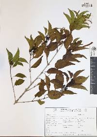 Exostema caribaeum image