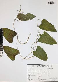 Dioscorea pilosiuscula image