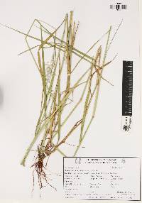 Melinis repens image