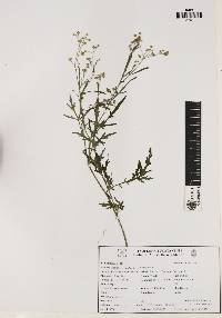 Parthenium hysterophorus image