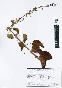 Mesosphaerum suaveolens image