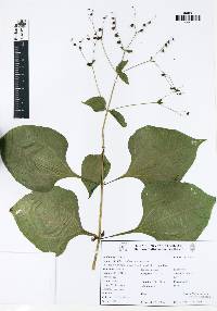 Milleria quinqueflora image