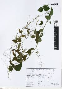 Desmodium tortuosum image