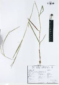 Schizachyrium sanguineum image