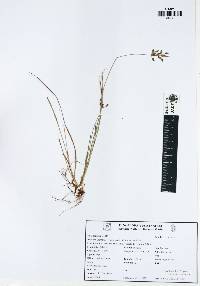 Fimbristylis dichotoma image