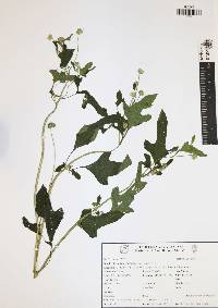 Melanthera nivea image