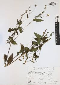 Sphagneticola trilobata image
