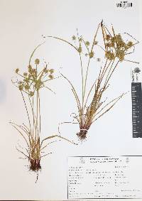 Cyperus squarrosus image