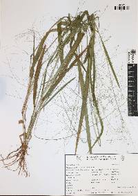 Panicum hirsutum image