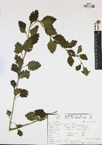 Capraria frutescens image