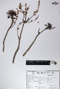 Bursera simaruba image