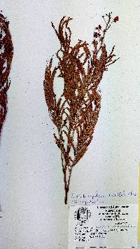 Acaciella angustissima var. angustissima image