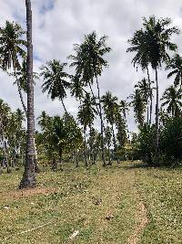 Cocos nucifera image