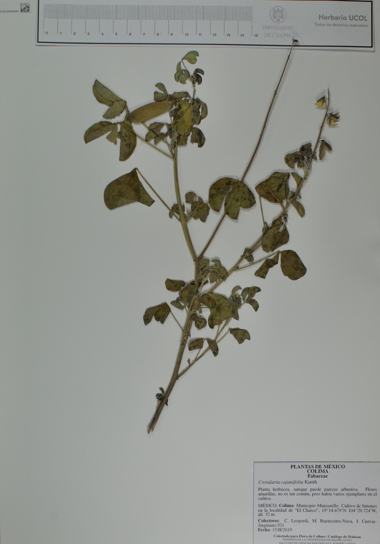 Crotalaria cajanifolia image