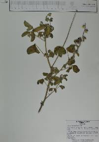 Crotalaria cajanifolia image