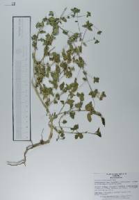 Loeselia involucrata image