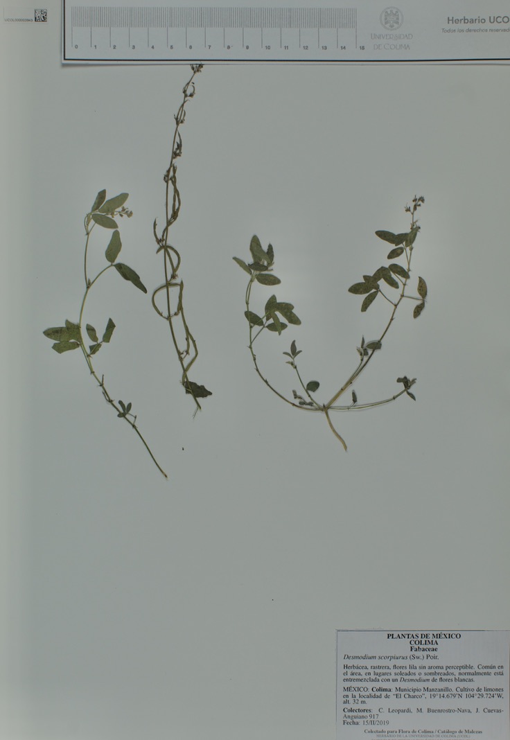 Desmodium scorpiurus image