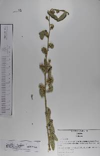 Waltheria indica image