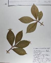 Ardisia compressa image