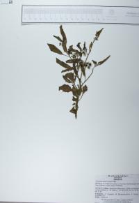 Solanum americanum image