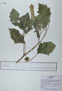 Datura discolor image