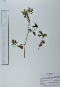 Physalis philadelphica image