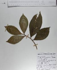 Ardisia compressa image