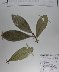 Ardisia revoluta image