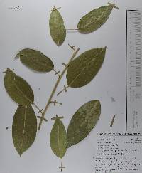 Ficus insipida image