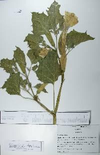 Datura discolor image