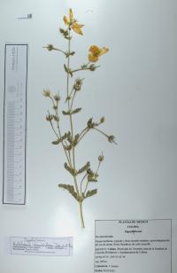Kallstroemia grandiflora image