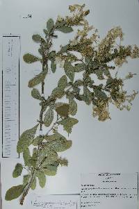 Plumbago auriculata image