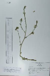 Plumbago zeylanica image