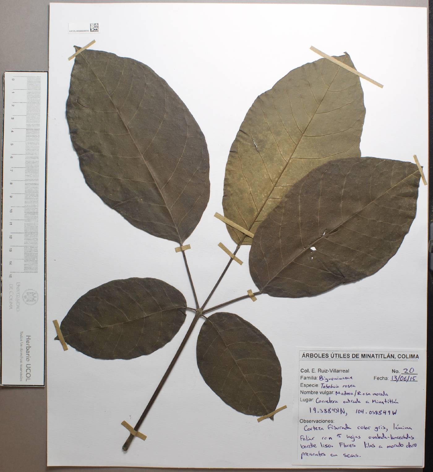 Tabebuia rosea image