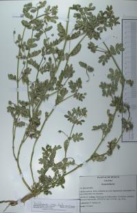 Kallstroemia rosei image