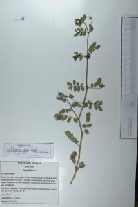 Kallstroemia rosei image